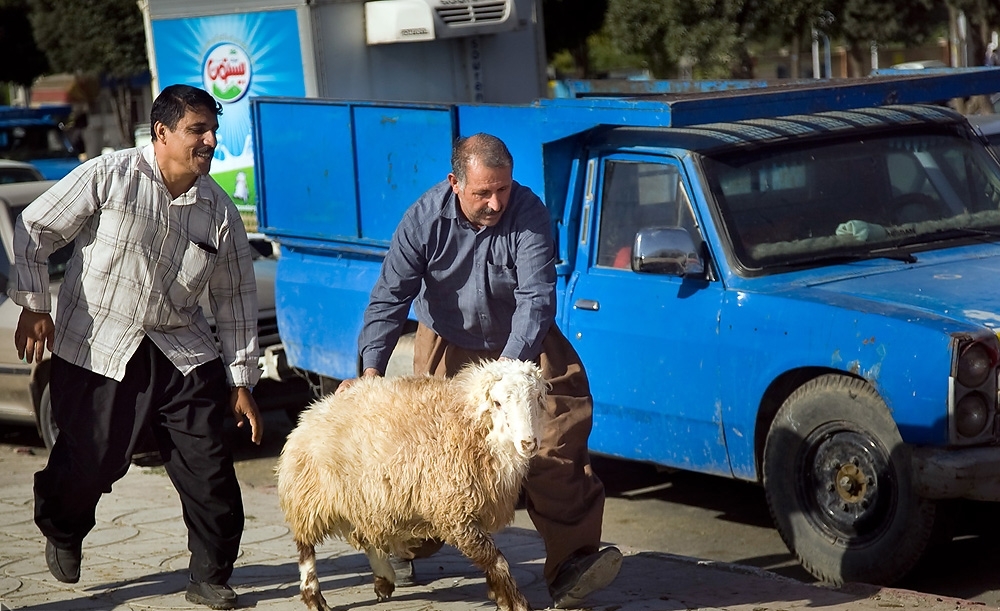 شهروندان رشتی از کجا گوسفند تهیه کنند؟