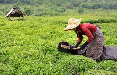 برداشت چای از باغات گیلان آغاز شد/پیش بینی برداشت ۱۳۵ هزار تن برگ سبز چای