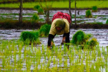 نباید آب را برای کشت برنج به گیلان منتقل کنیم!/گیلان باید از آب های جاری خود استفاده کند