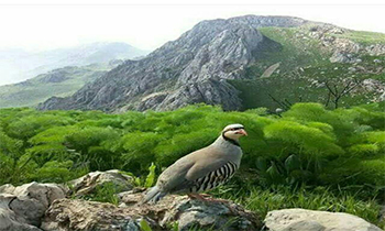 بهار8-http://www.aftabir.com