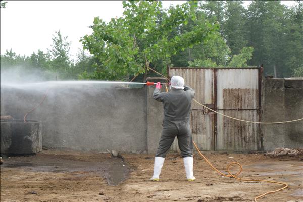 سم پاشی پنج هزار مترمربع جایگاه دام در صومعه سرا برای مقابله با تب کریمه کنگو سم پاشی پنج هزار مترمربع جایگاه دام در صومعه سرا برای مقابله با تب کریمه کنگو