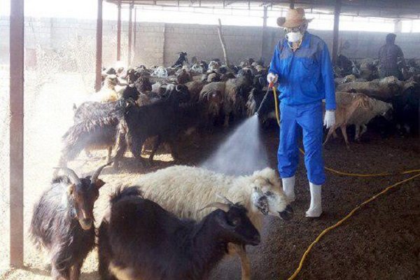 سمپاشی بیش از 5 هزار دام سنگین و سبک در شهرستان فومن سمپاشی بیش از 5 هزار دام سنگین و سبک در شهرستان فومن