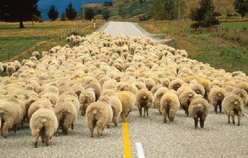 آغاز کوچ رمهداران گیلانی به ییلاق/دامداران گیلانی سالانه 3400تن گوشت قرمز تولید می کنند آغاز کوچ رمهداران گیلانی به ییلاق/دامداران گیلانی سالانه 3400تن گوشت قرمز تولید می کنند