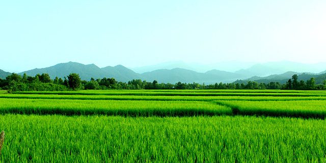 کانال‌های کشاورزی در گیلان بدون نوبت‌بندی آبگذاری می‌شود/ هیچ نگرانی برای تأمین آب کشاورزی وجود ندارد