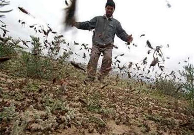 سمپاشی 4700 هکتار از اراضی کشاورزی رودبار برای مبارزه با ملخ مراکشی/ملخ مراکشی به صورت کامل کنترل شده است سمپاشی 4700 هکتار از اراضی کشاورزی رودبار برای مبارزه با ملخ مراکشی/ملخ مراکشی به صورت کامل کنترل شده است