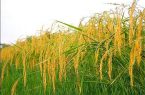 برداشت بیش از هزار تُن راتون در سیاهکل