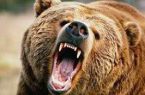 خرس قهوه ای محیط بان سیاهکلی را مجروح کرد