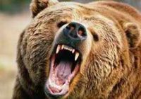 حمله خرس به مرد ۵۹ ساله در ارتفاعات سورکوم ماسال