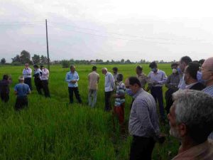 فرماندار فومن در حال بازدید از مزارع خشک شده برنج در روستای خرم بیشه