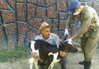 واکسیناسیون رایگان دام سنگین در ۲ روستای شهرستان فومن
