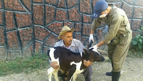 واکسیناسیون رایگان دام سنگین در ۲ روستای شهرستان فومن