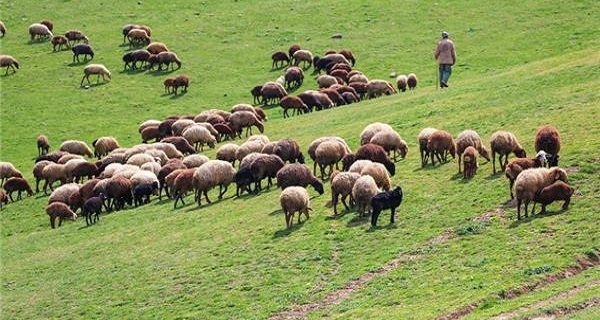 بررسی بیش از ۷۵ هزار دام در آزمایشگاه مرکزی گیلان