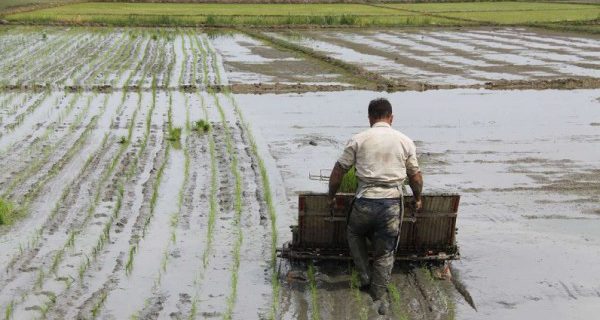 شالیکاران گیلانی هر چه سریعتر نسبت به نشاء برنج اقدام کنند