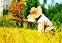 قول وزیر کشاورزی برای کاهش قیمت برنج؛ ۵۰ درصد برنج مصرفی با ارز ترجیحی وارد می‌شود