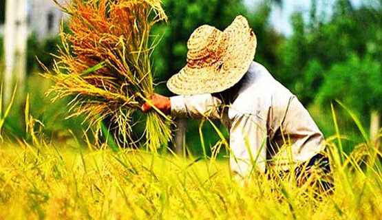 پایان برداشت خوشه‌های برنج در گیلان