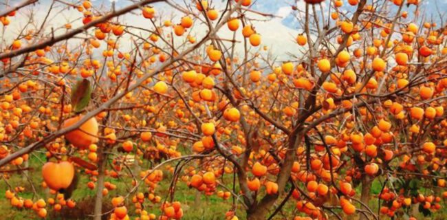 پیش بینی برداشت بیش از ۲ هزار تن خرمالو توسط باغداران گیلانی