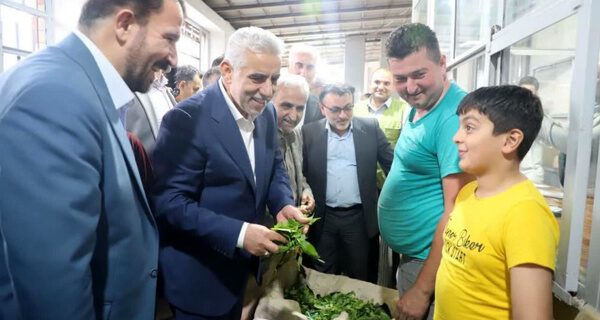 برداشت برگ سبز چای در شمال ایران آغاز شد