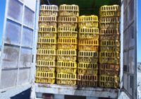 کشف هزار قطعه طیور زنده بدون مجوز دامپزشکی در بندر انزلی