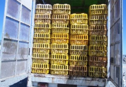 کشف هزار قطعه طیور زنده بدون مجوز دامپزشکی در بندر انزلی