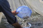 پرورش ۲ هزار قطعه بچه ماهی در زندان لاهیجان