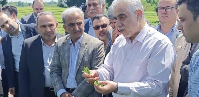 باغات چای گیلان باید دانش بنیان و به‌روز شود/ واردات چای فقط براساس نیاز مصرفی باشد
