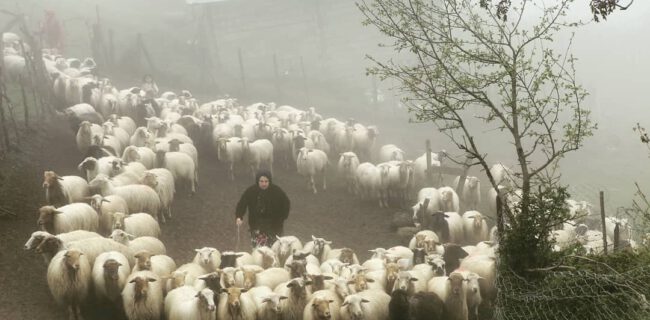 کوچ بهاره عشایر گیلان
