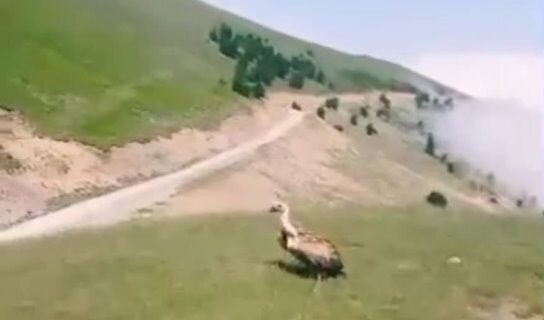 بازگشت یک بهله کرکس به دامان طبیعت در فومن