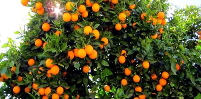 برداشت ۳۰ درصد محصول باغ‌های مرکبات گیلان