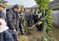 توزیع ۴۸ هزار اصله نهال همزمان با هفته منابع طبیعی در رودسر