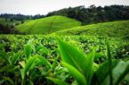 کاهش واردات چای در سال جاری