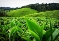 کاهش واردات چای در سال جاری