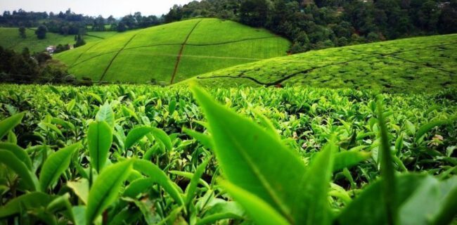 کاهش واردات چای در سال جاری