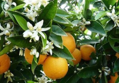 جشنواره ملی بهار نارنج در شهر کومله لنگرود برگزار می‌شود