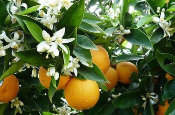 جشنواره ملی بهار نارنج در شهر کومله لنگرود برگزار می‌شود