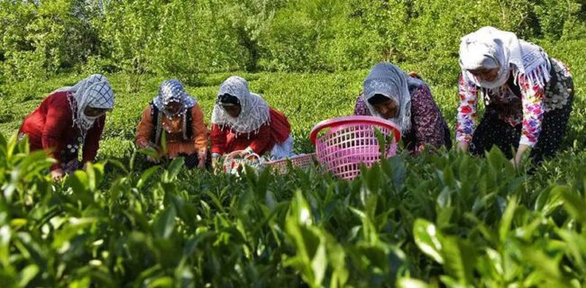 قرارداد خرید تضمینی برگ سبز چای با ۱۰۰ کارخانه منعقد شد