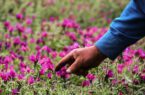 افزایش ۵۰ درصدی سطح زیر کشت گیاهان دارویی در گیلان/ از آلوئه ورا تا آپونتیا
