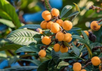 ازگیل ژاپنی ۶۰۰ میلیارد ریال برای باغداران گیلان درآمدزایی کرد
