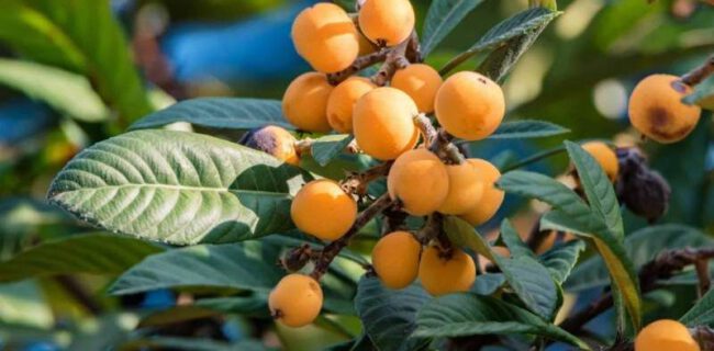 ازگیل ژاپنی ۶۰۰ میلیارد ریال برای باغداران گیلان درآمدزایی کرد