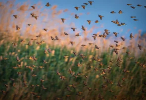 عکس روز- بورسای ترکیه
