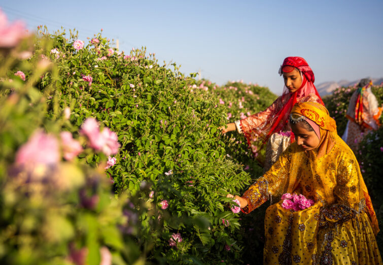 عکس روز : گل و گلاب میمند