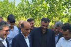نخستین برداشت مکانیزه برنج سال جاری در صومعه‌سرا آغاز شد
