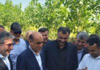 نخستین برداشت مکانیزه برنج سال جاری در صومعه‌سرا آغاز شد