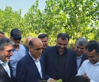 نخستین برداشت مکانیزه برنج سال جاری در صومعه‌سرا آغاز شد