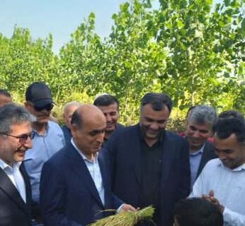 نخستین برداشت مکانیزه برنج سال جاری در صومعه‌سرا آغاز شد
