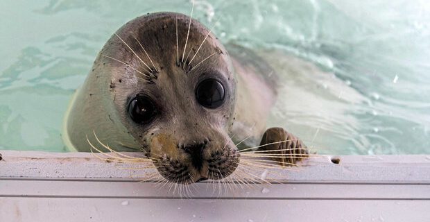 کشف لاشه یک قلاده فک خزری در ساحل پارک ملی بوجاق کشف لاشه یک قلاده فک خزری در ساحل پارک ملی بوجاق