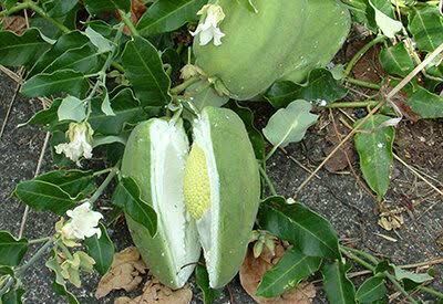 پاکسازی پارک ملی بوجاق از گیاه مهاجم آروجیا