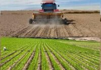 کشت گندم و جوی پاییزه در حدود ۱۴ هزار هکتار از زمین‌های گیلان تاکنون