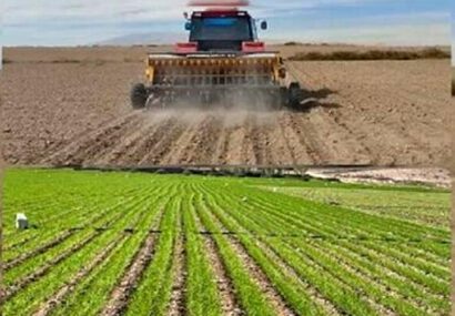 کشت گندم و جوی پاییزه در حدود ۱۴ هزار هکتار از زمین‌های گیلان تاکنون