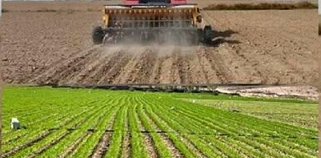 کشت گندم و جوی پاییزه در حدود ۱۴ هزار هکتار از زمین‌های گیلان تاکنون