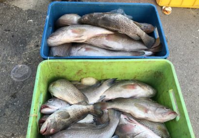 ۱۲۰۰ کیلوگرم ماهی قاچاق در آستارا توقیف شد